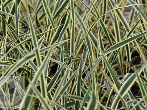 Yucca filament. 'Bright Edge'